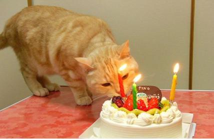 compleanno gatto.JPG